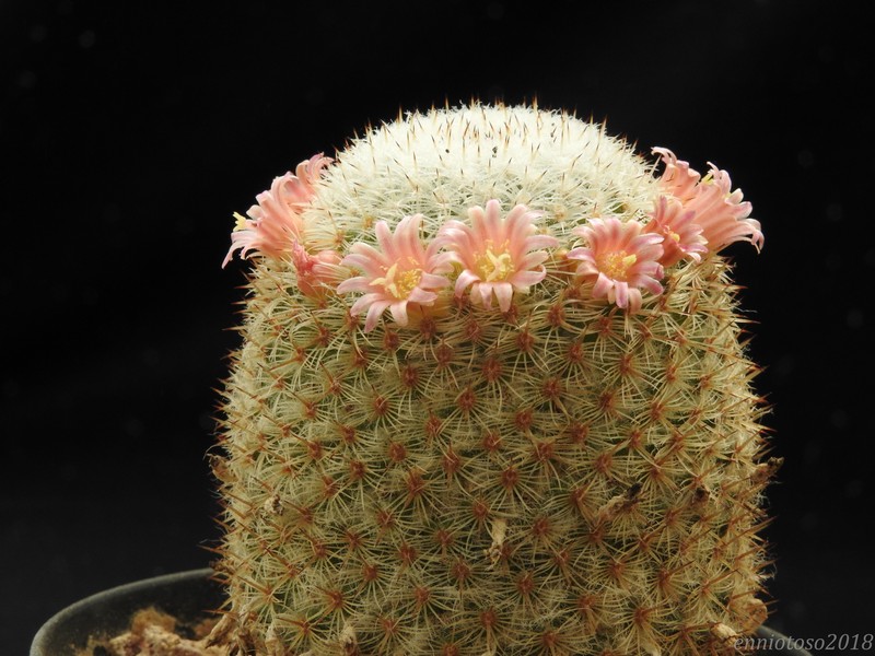 Mammillaria supertexta FO 001