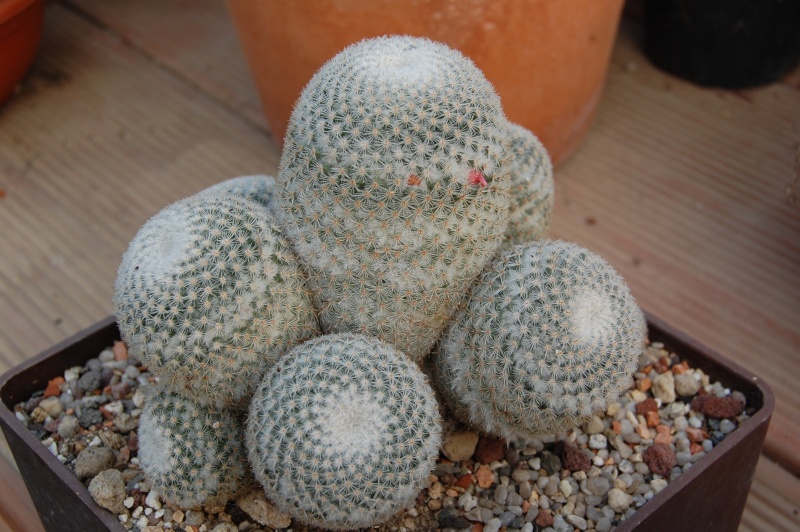 Mammillaria supertexta 