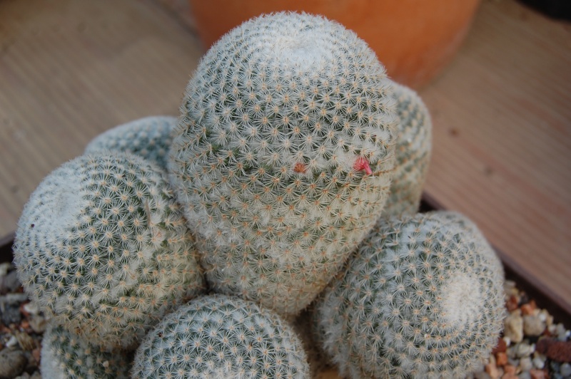 Mammillaria supertexta 