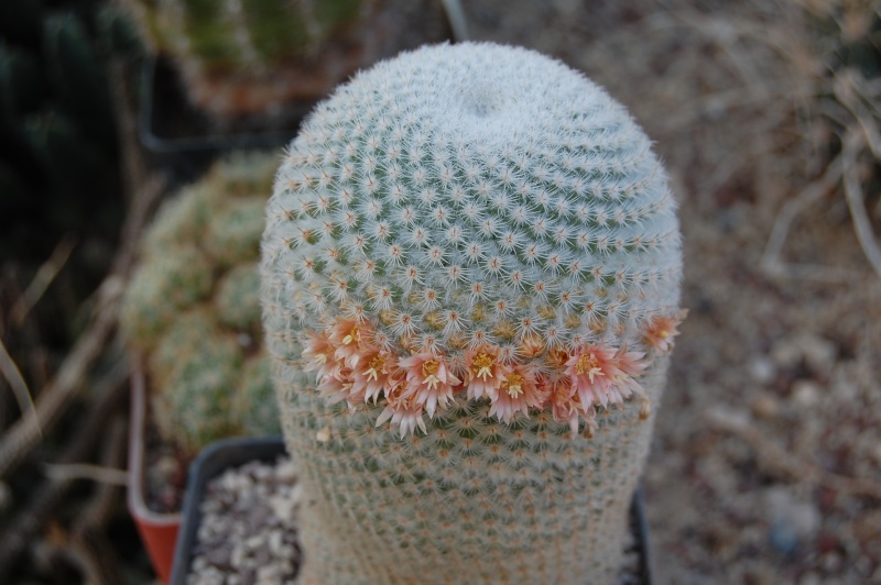 Mammillaria supertexta 