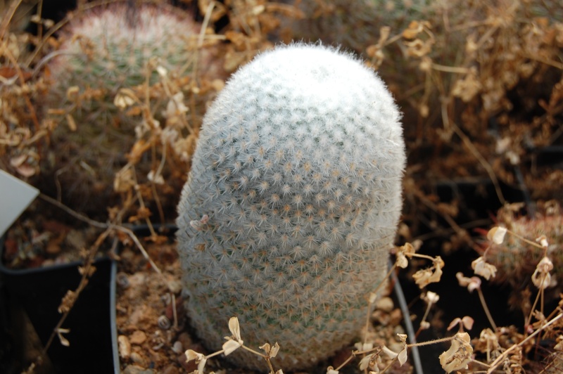 Mammillaria supertexta 