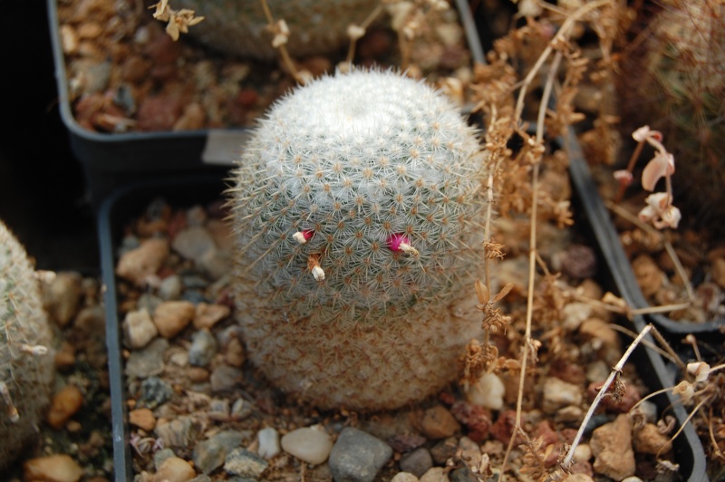 Mammillaria supertexta 