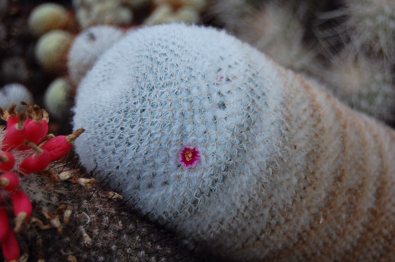 Mammillaria supertexta 