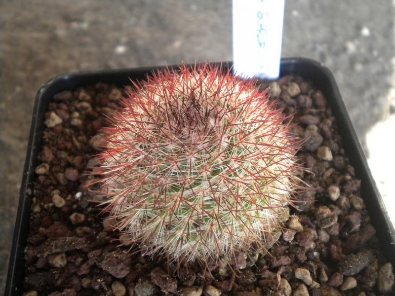 Mammillaria supraflumen 