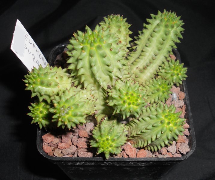 Euphorbia susannae 