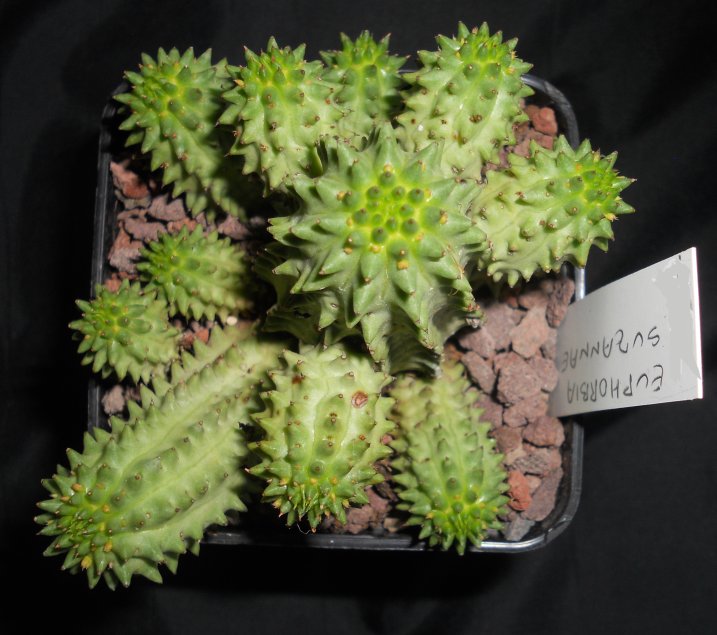 Euphorbia susannae 