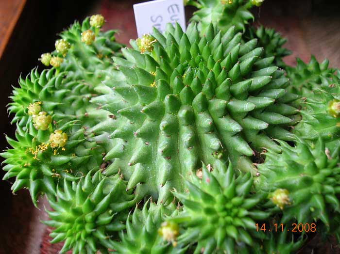 Euphorbia susannae 