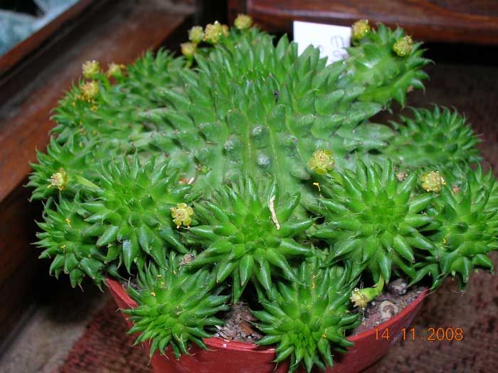 Euphorbia susannae 
