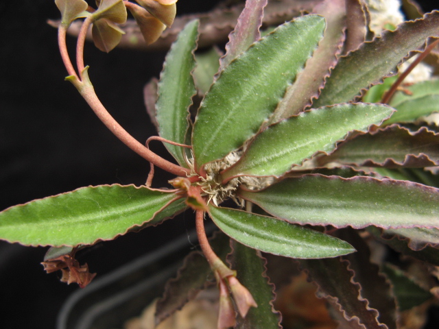 Euphorbia suzannae-marnierae 