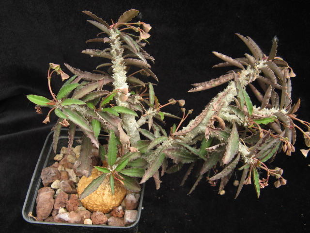 Euphorbia suzannae-marnierae 