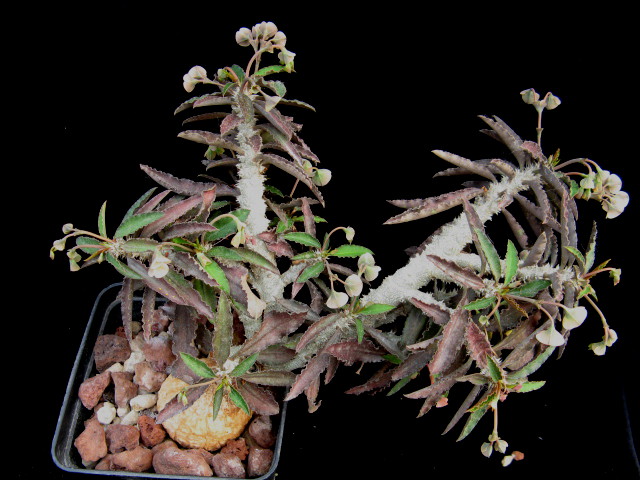 Euphorbia suzannae-marnierae 