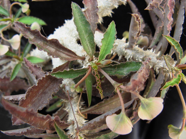 Euphorbia suzannae-marnierae 