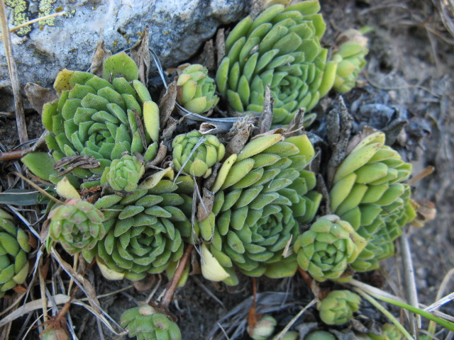 Sempervivum montanum 