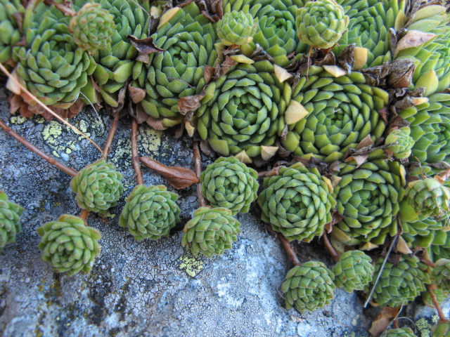 Sempervivum montanum 
