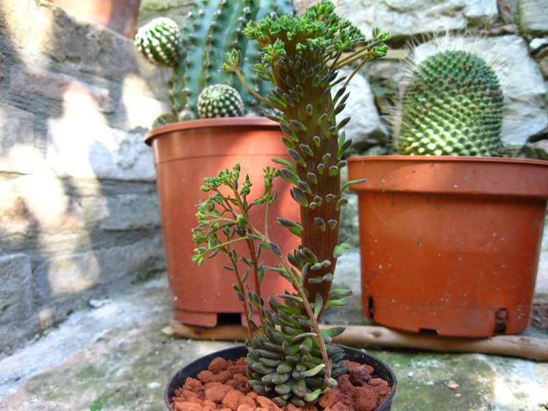 Sinocrassula yunnanensis 