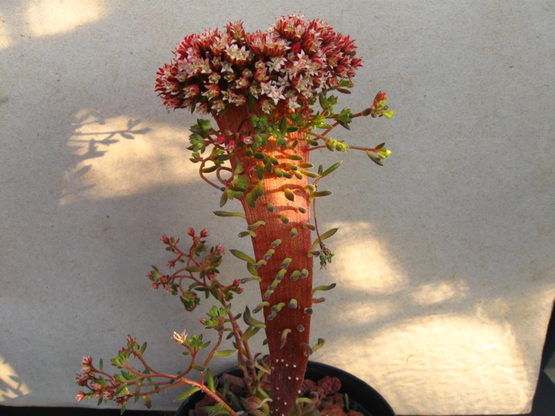 Sinocrassula yunnanensis 