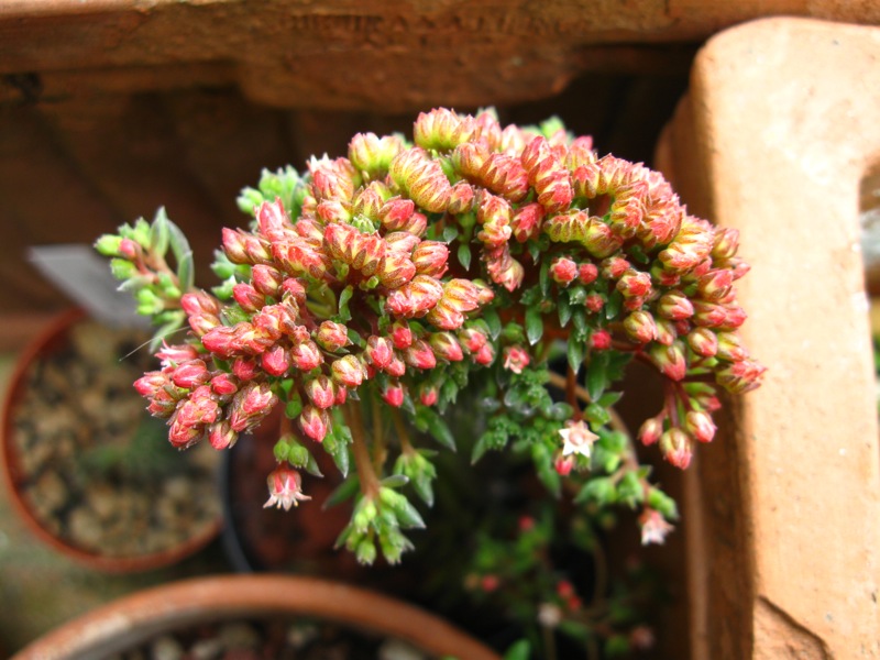 Sinocrassula yunnanensis 