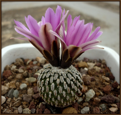 Turbinicarpus pseudopectinatus v. rubriflorus 