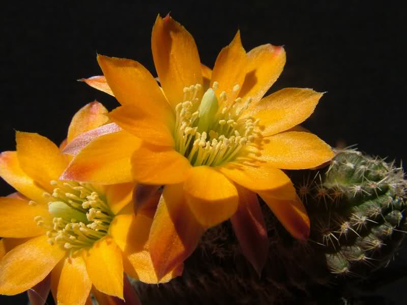 Rebutia rutiliflora FR1113