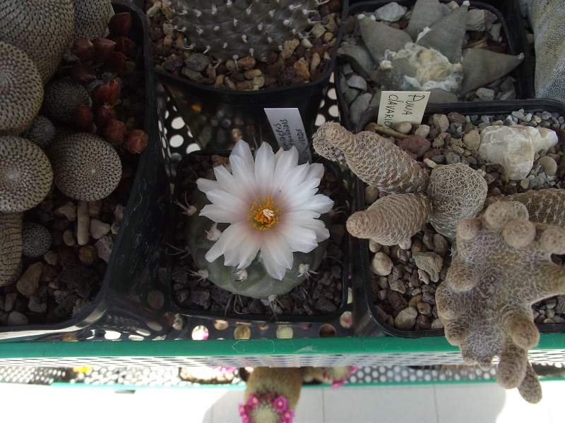 Turbinicarpus lophophoroides 