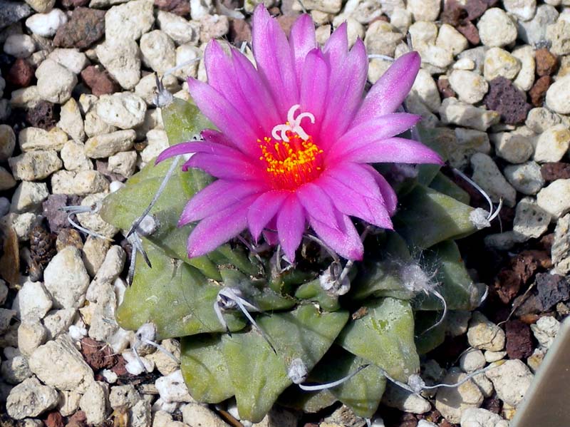 Turbinicarpus alonsoi 