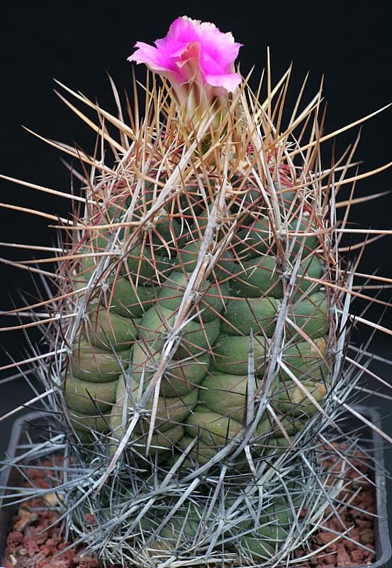 Thelocactus bicolor 