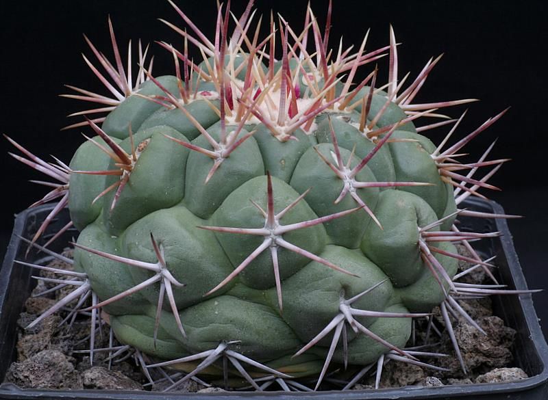 Thelocactus hexaedrophorus 