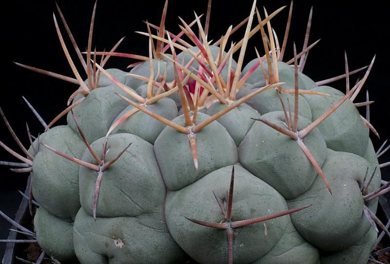 Thelocactus hexaedrophorus 