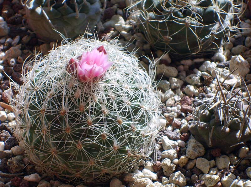 Turbinicarpus knuthianus 