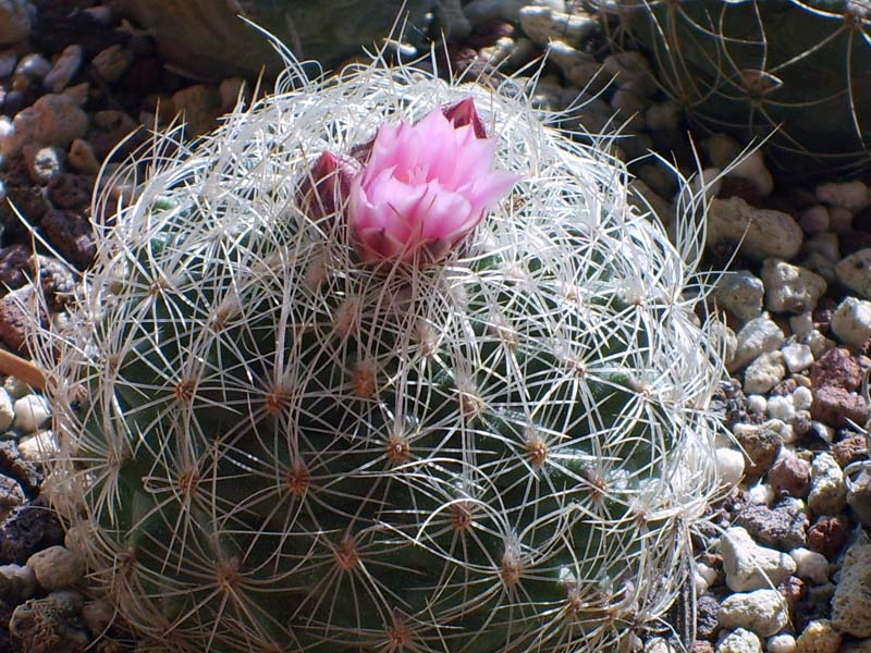 Turbinicarpus knuthianus 