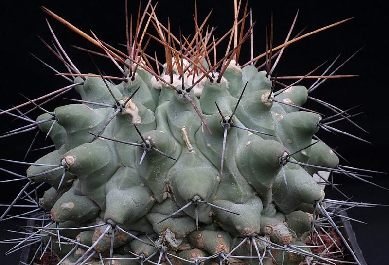 Thelocactus rinconensis 
