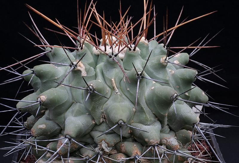 Thelocactus rinconensis 