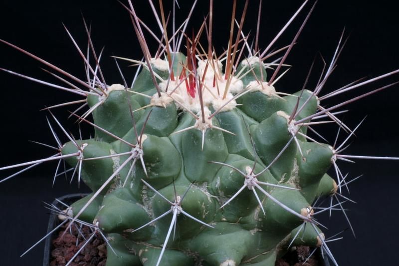 Thelocactus rinconensis ssp. freudenbergeri CDS 173