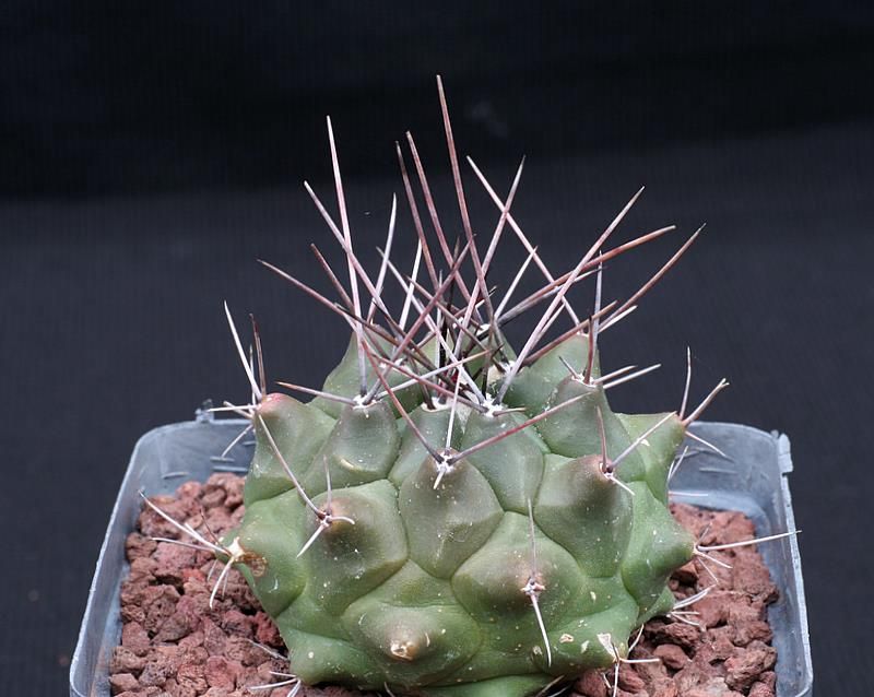 Thelocactus rinconensis v. mirandus 