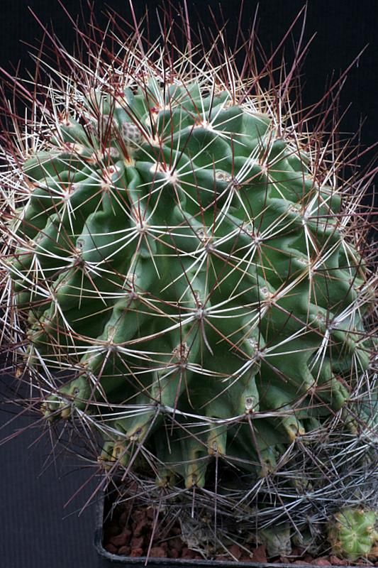 Thelocactus setispinus 