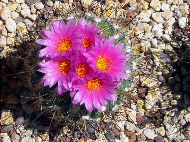 Turbinicarpus viereckii 