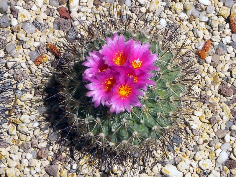 Turbinicarpus viereckii 