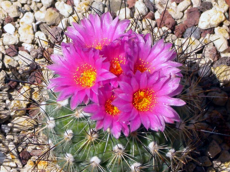 Turbinicarpus viereckii 