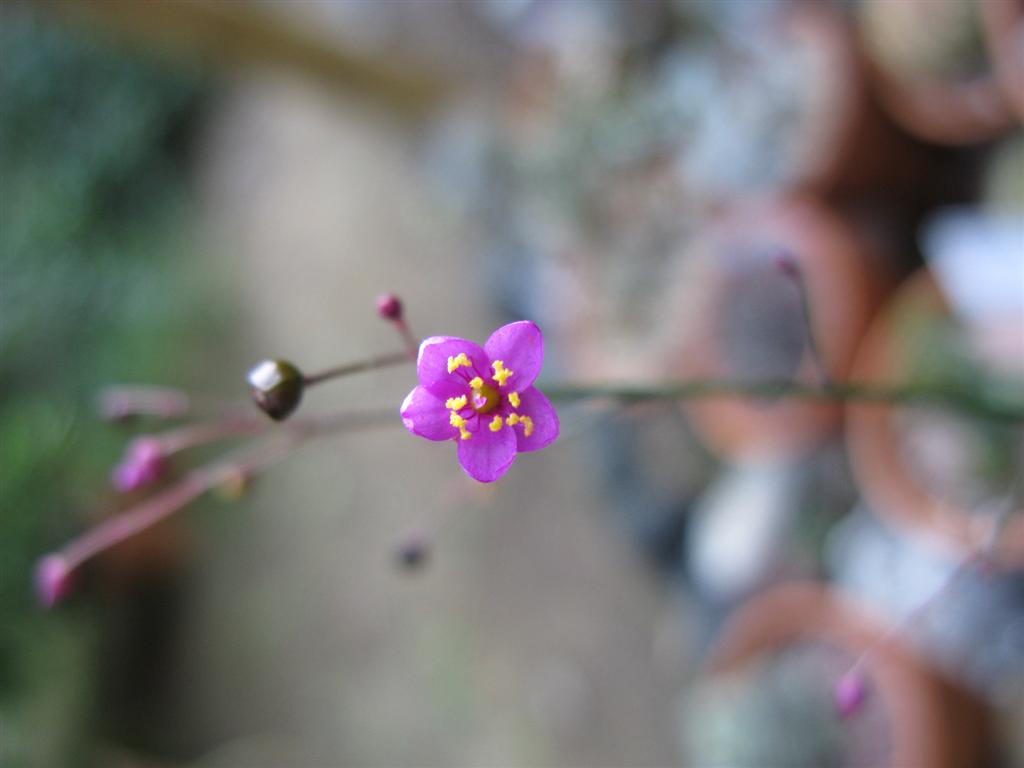 talinum paniculatum