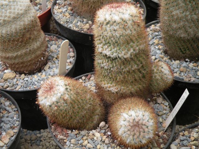 mammillaria columbiana (sin tamajonis) 