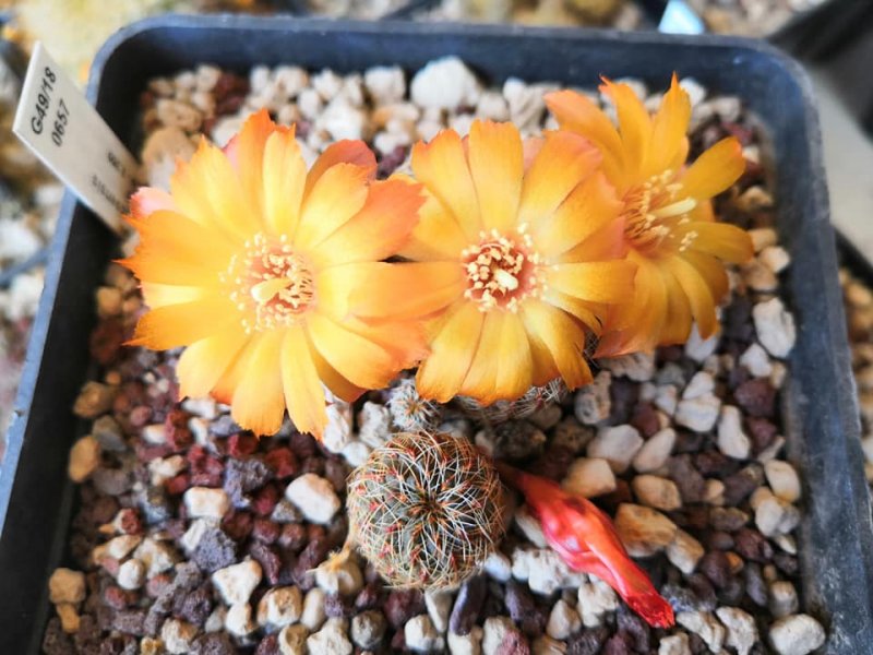 Sulcorebutia tarabucoensis v. aureiflora G49/18