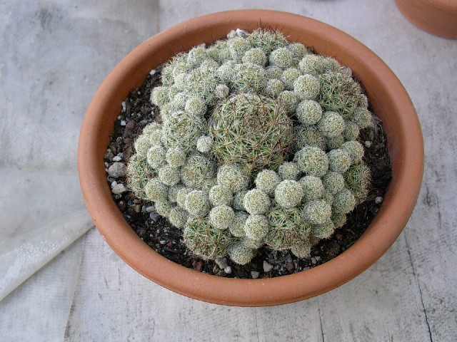 Mammillaria gracilis 