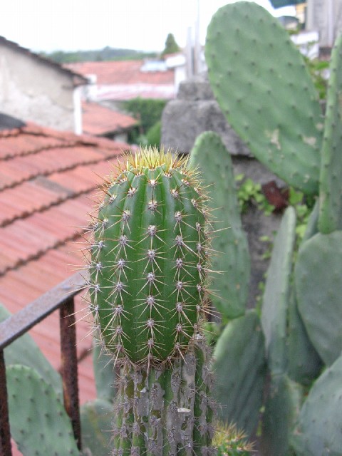 Trichocereus spachianus 