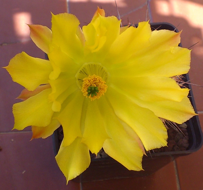 Echinocereus stoloniferus ssp. tayopensis 