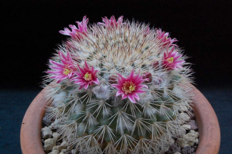 Mammillaria tayloriorum K 214