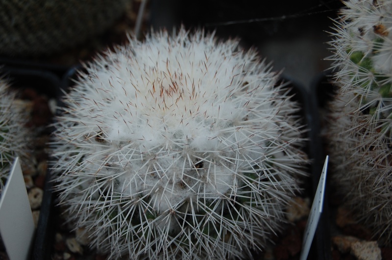 Mammillaria tayloriorum 