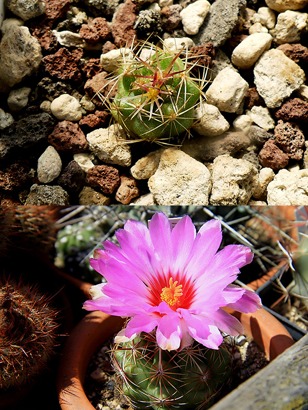 Thelocactus bicolor v. tricolor 