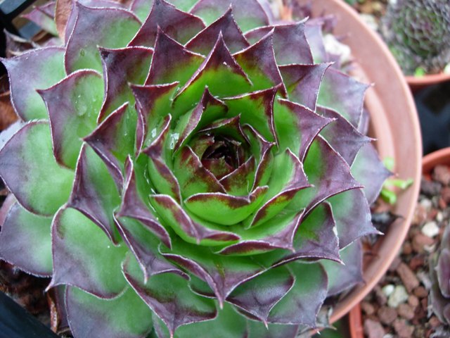 Sempervivum tectorum f. clusianum 