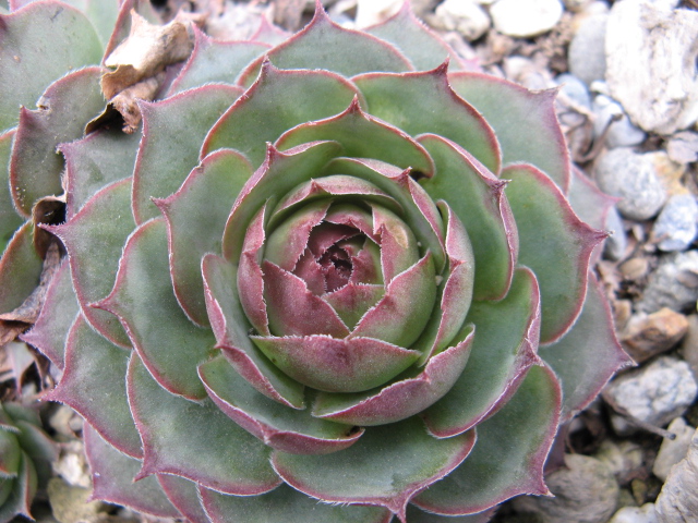 sempervivum tectorum ssp. verlotii