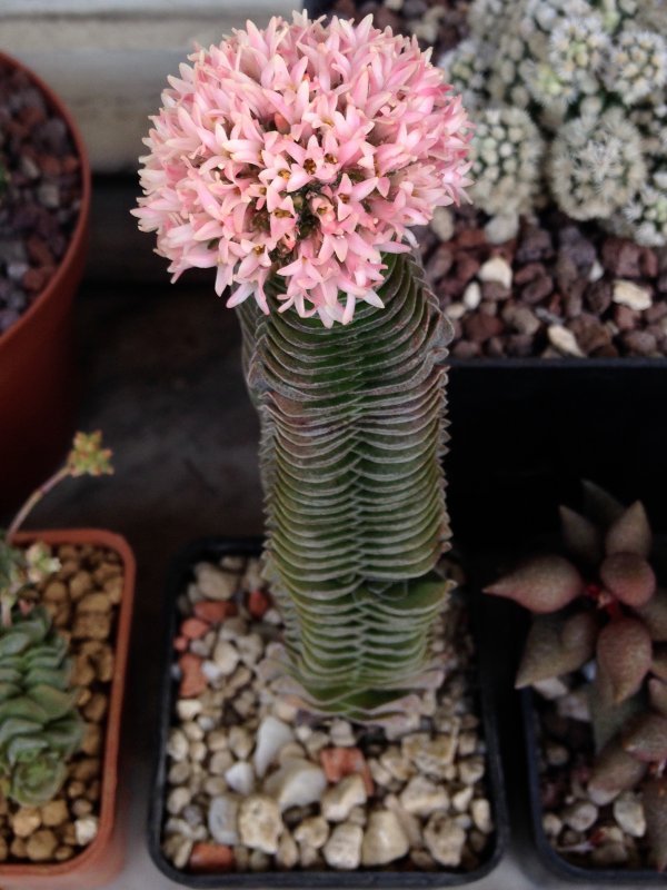 Crassula cv. buddha's temple 